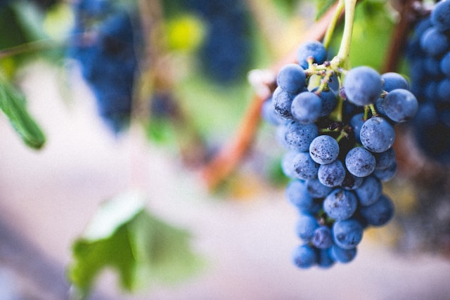 The Rise of Organic and Biodynamic Wines in South Africa
