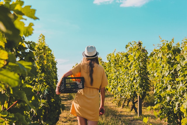 South African Natural Wines: Embracing Minimal Intervention