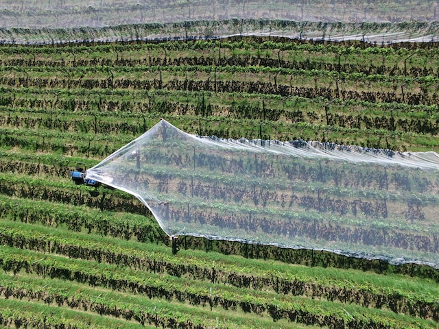 South African Wine Innovations: Trends and Advancements in the Industry