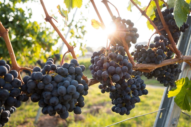The History of South African Wine: From Origins to Modern-Day