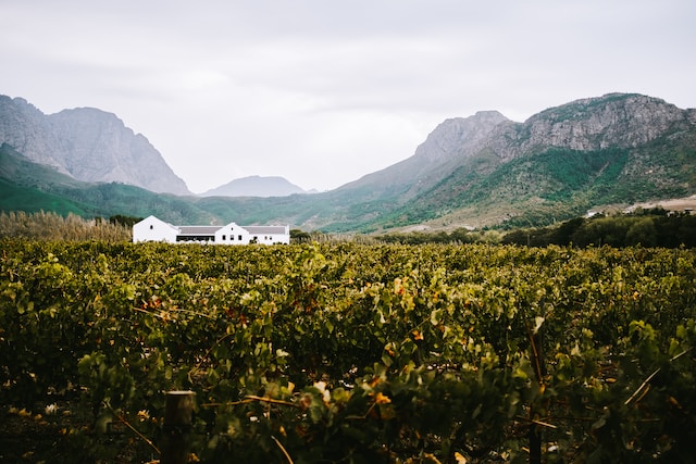 South African Wine Legends: Pioneers and Visionaries of the Industry