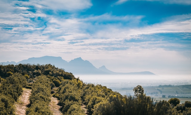 The Influence of South African Wine on International Markets