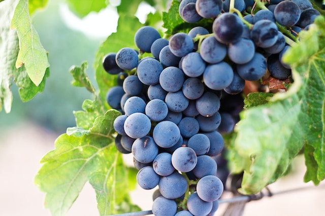 Understanding the Characteristics of Popular South African Grape Varieties