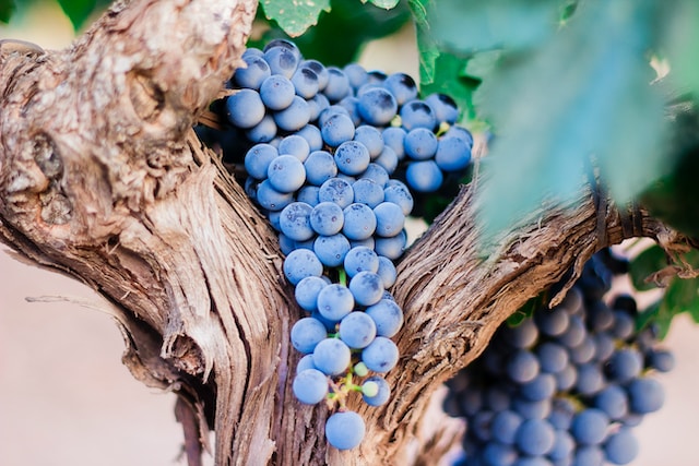 Indigenous South African Grape Varieties: Celebrating Local Biodiversity