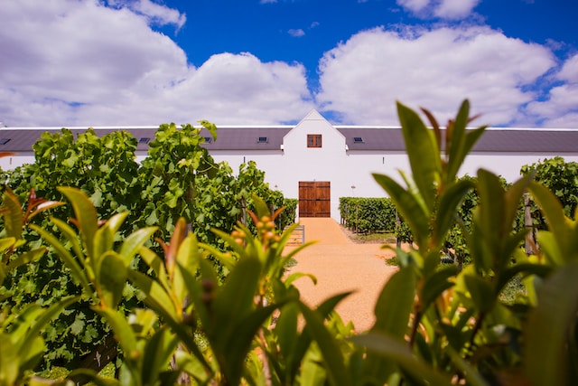 South African Wine Cooperatives: Community and Collaboration