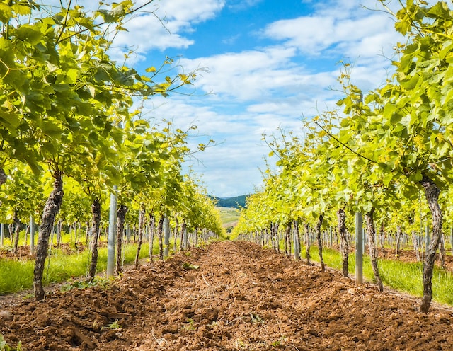 The Influence of Terroir on South African Wines