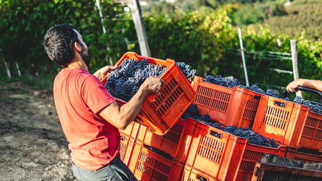 The Journey of Bulk Wine: From Vineyard to Glass